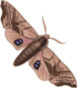 a moth